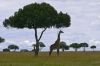 Girafe 