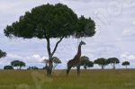 Girafe 