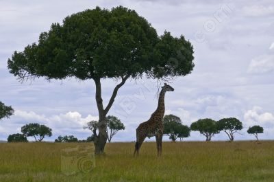 Girafe  - Photo libre de droit - PABvision.com