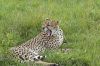  l�opard