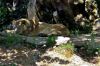 Jeune lion � l'heure de la sieste