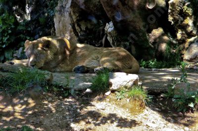 Jeune lion  l'heure de la sieste - Photo libre de droit - PABvision.com