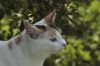 chat dans la nature