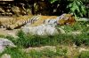 Tigre � l'heure de la sieste