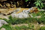 Photo libre - Tigre à l'heure de la sieste