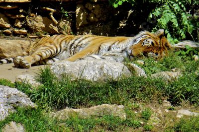 Tigre  l'heure de la sieste - Photo libre de droit - PABvision.com