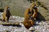 Groupe de singes