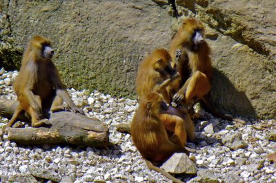 Groupe de singes - Photo libre de droit - PABvision.com