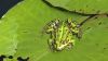 Grenouille sur une feuille de n�nuphar