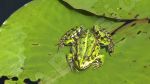 Grenouille sur une feuille de nnuphar