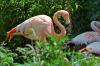 Flamants rose
