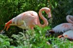 Flamants rose