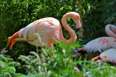 Flamants rose - Photo libre de droit - PABvision.com