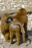 Groupe de singes