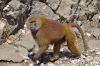 Singe dans les rochers