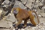 Singe dans les rochers