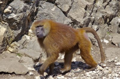 Singe dans les rochers - Photo libre de droit - PABvision.com