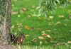 Pose photo pour un �cureuil