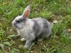 Lapin dans la nature