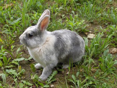 Lapin dans la nature - Photo libre de droit - PABvision.com