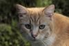 chat dans la nature