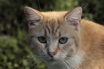 chat dans la nature - Photo libre de droit - PABvision.com