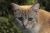 chat dans la nature - Photos