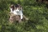 chat dans la nature
