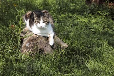 chat dans la nature - Photo libre de droit - PABvision.com