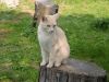 chat dans la nature