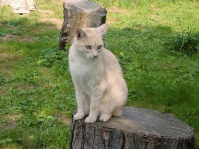 chat dans la nature - Photo libre de droit - PABvision.com