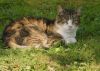 chat dans la nature