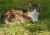 chat dans la nature - Photos