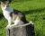 chat dans la nature - Photos