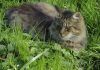 chat dans la nature