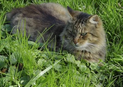 chat dans la nature - Photo libre de droit - PABvision.com