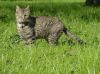 chat dans la nature
