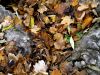 Feuilles couleurs d'automne