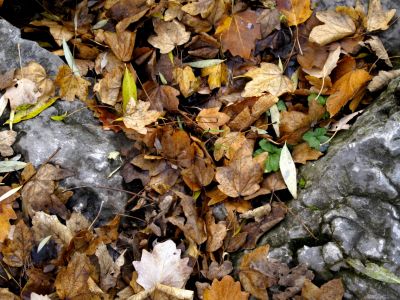 Feuilles couleurs d'automne - Photo libre de droit - PABvision.com