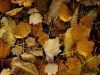 Feuilles couleurs d'automne