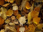 Feuilles couleurs d'automne