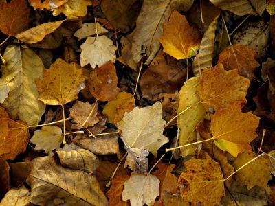 Feuilles couleurs d'automne - Photo libre de droit - PABvision.com