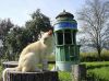 chat dans la nature