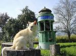 chat dans la nature