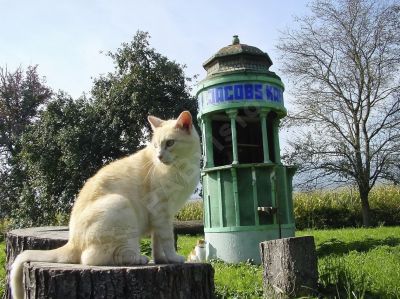 chat dans la nature - Photo libre de droit - PABvision.com