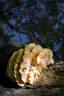Un champignon très spécial - Photo libre de droit - PABvision.com