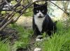 chat dans la nature
