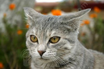 petit chat gris et blanc - Photo libre de droit - PABvision.com