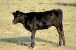 Jeune taureau de Camargue