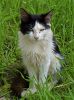 chat dans la nature